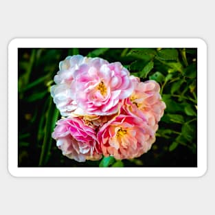 Summer Roses 2 Sticker